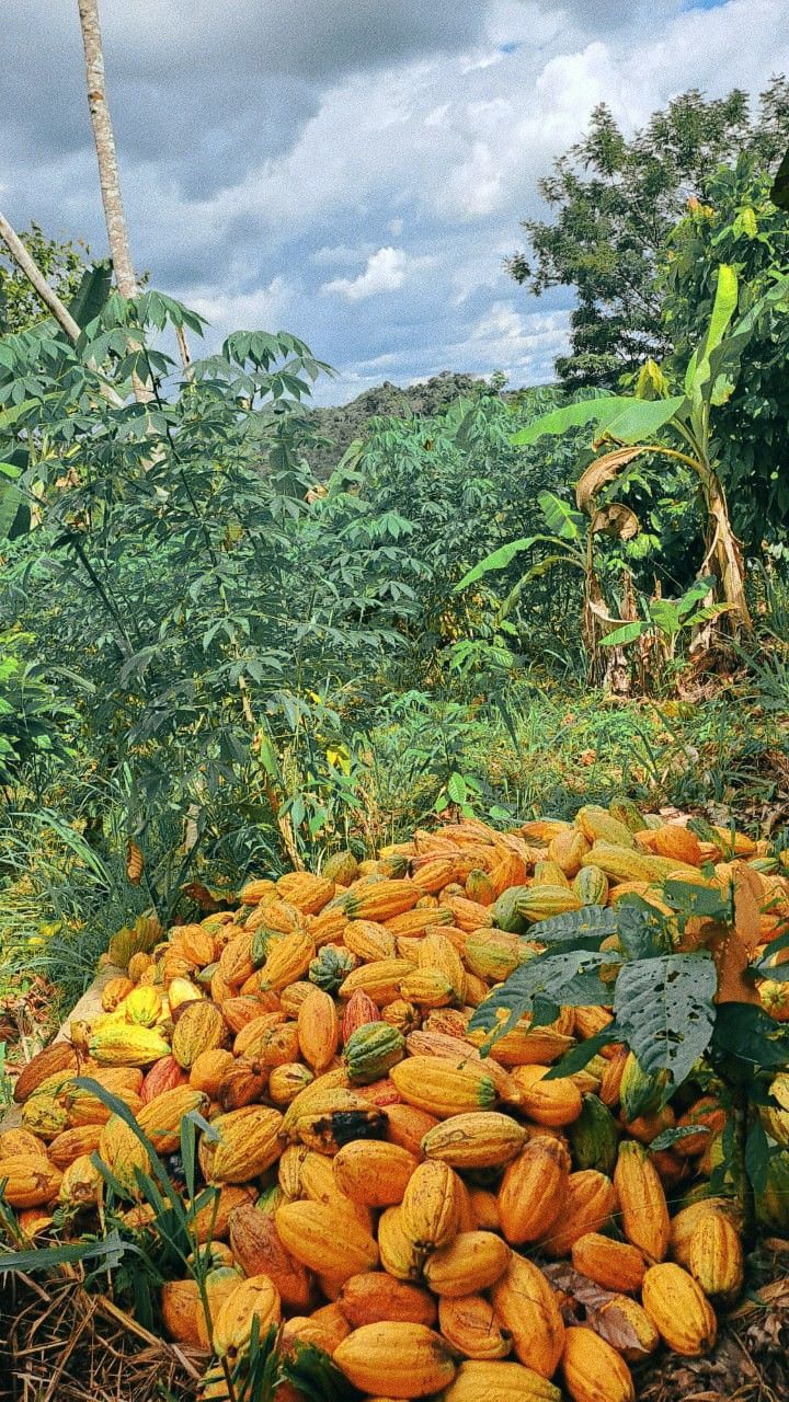 Farm / Projects
